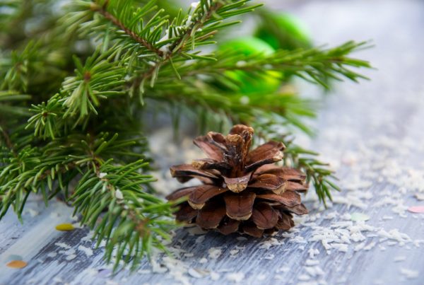 Afghan Pine Growth Species or Classification