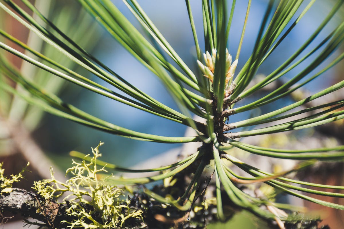 Afghan Pine Trees Description