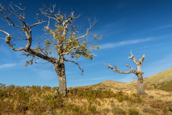 African Sumac tree