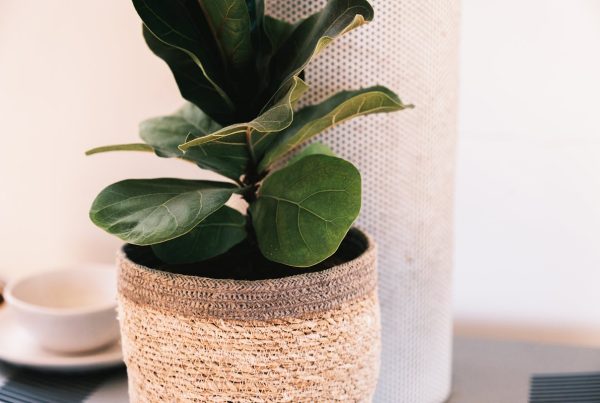 Benefits of Fiddle-leaf fig Growth