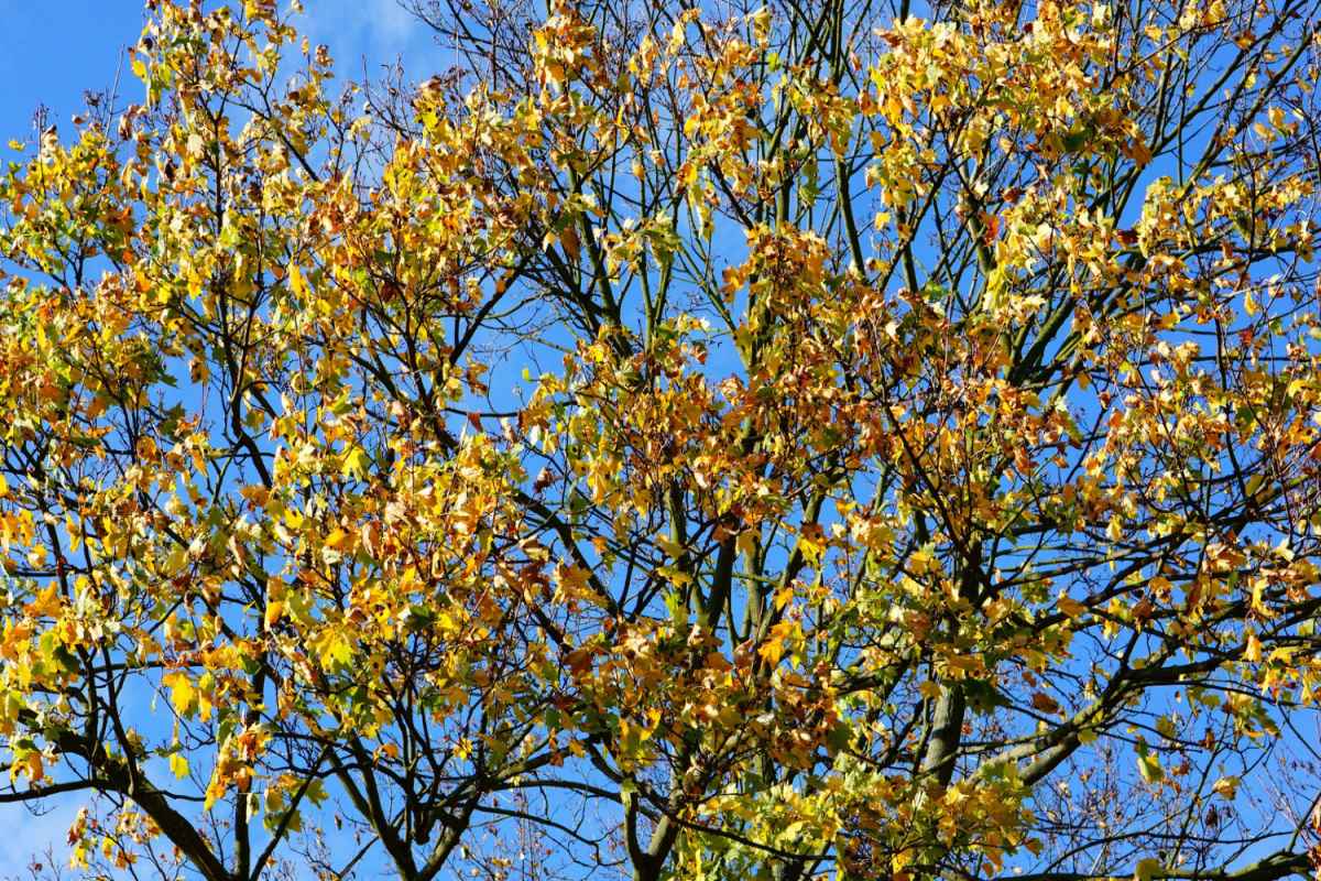 California Buckeye Tree Facts 2024