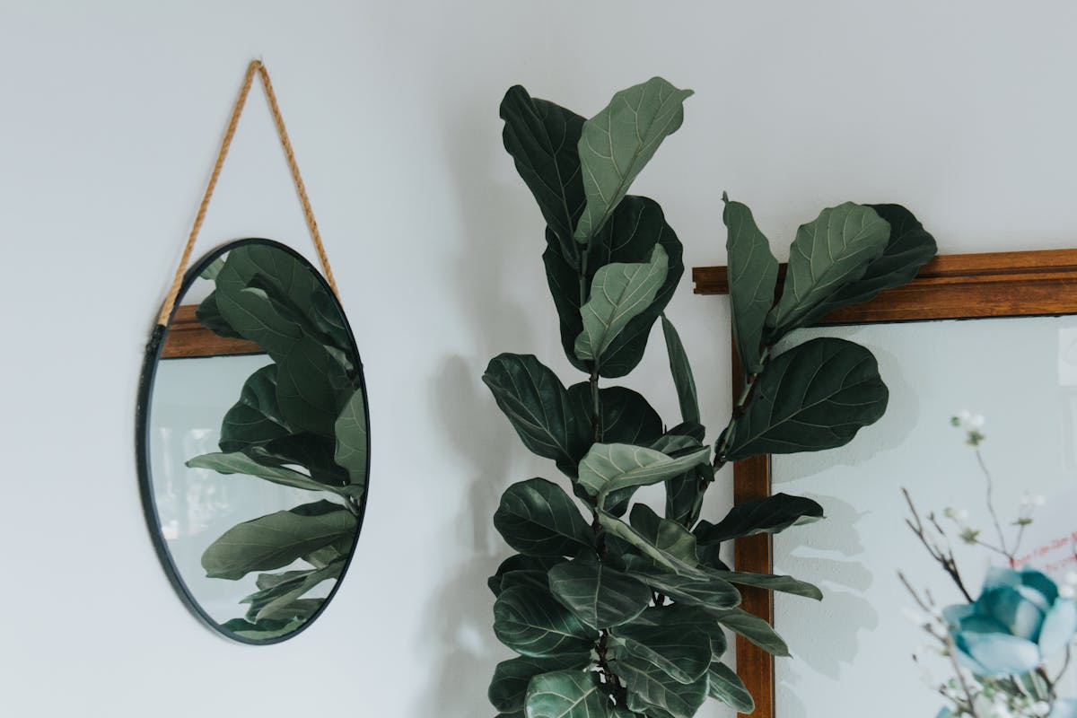 Can you grow leafy plants indoors