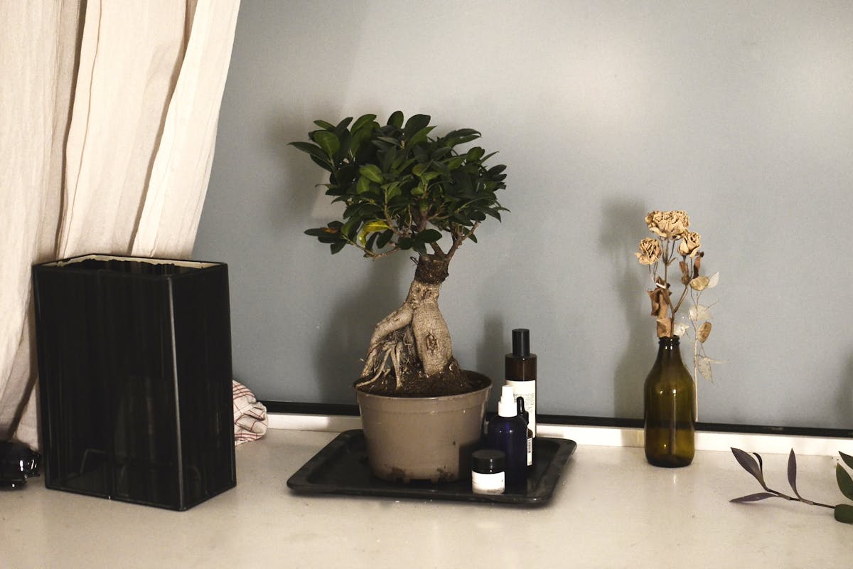 Care for the Indoor Ficus Bonsai tree Perfectly 2024