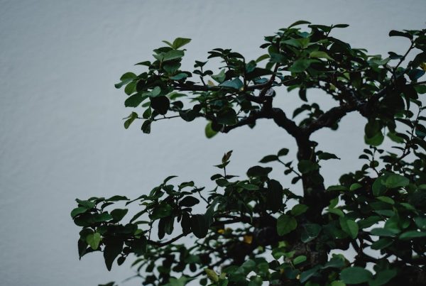 Care of Bonsai Chinese elm Pruning 2024