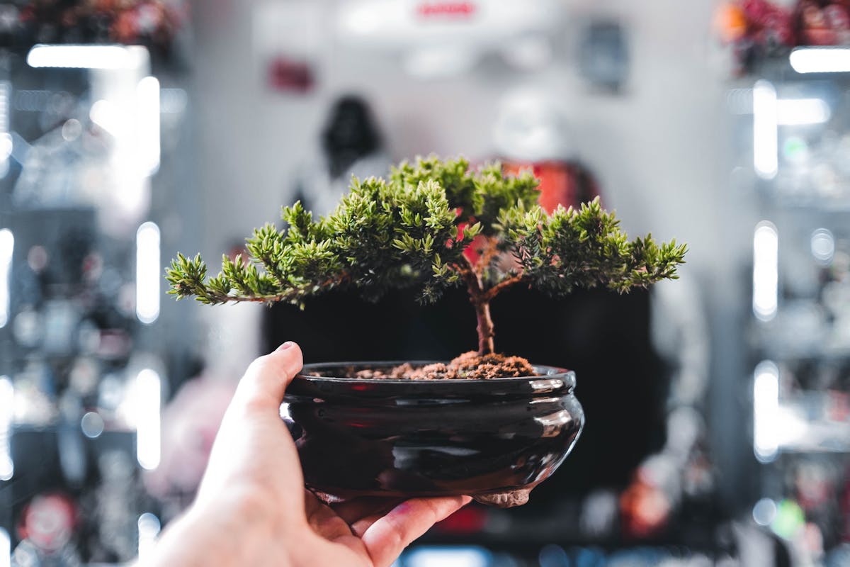 Care of Indoor Ficus Bonsai tree