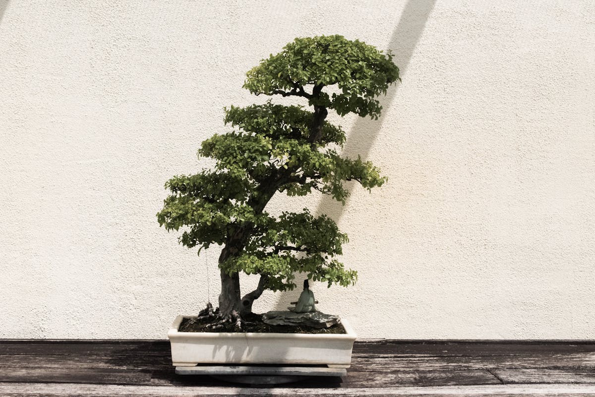 Tree Information about General Bonsai Juniper 