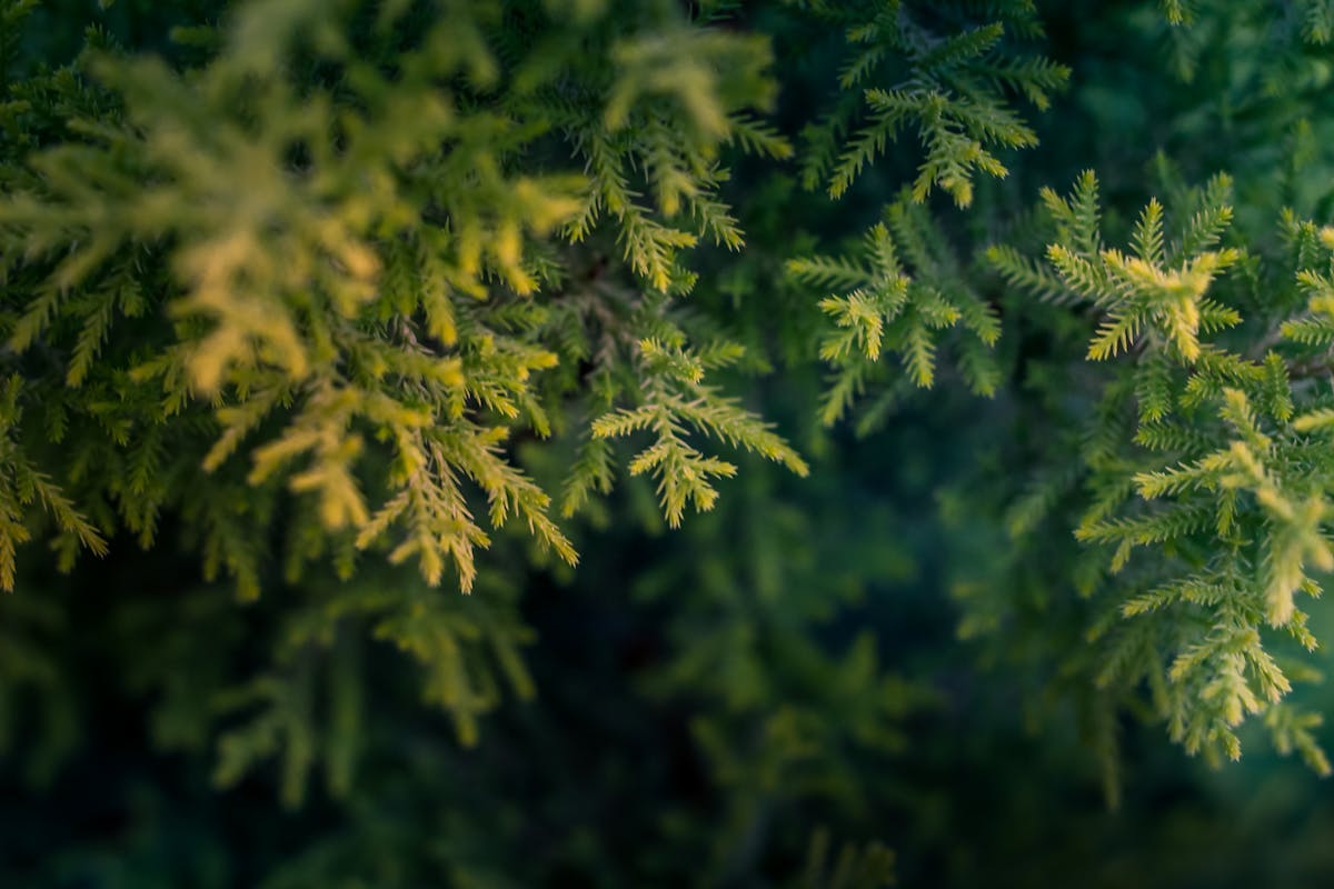 How to Care of the African Fern Pine?