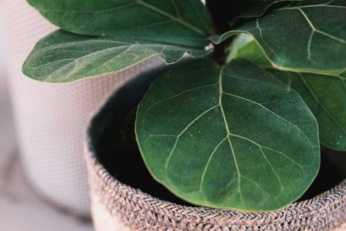 How to cut the leaves of a fig tree