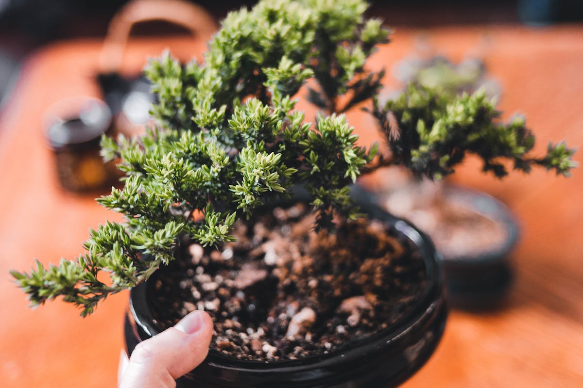 Juniper Bonsai Tree Care Guidelines