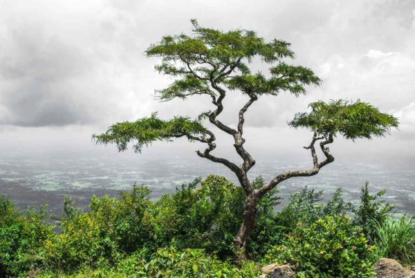 Madagascar Dragon Tree