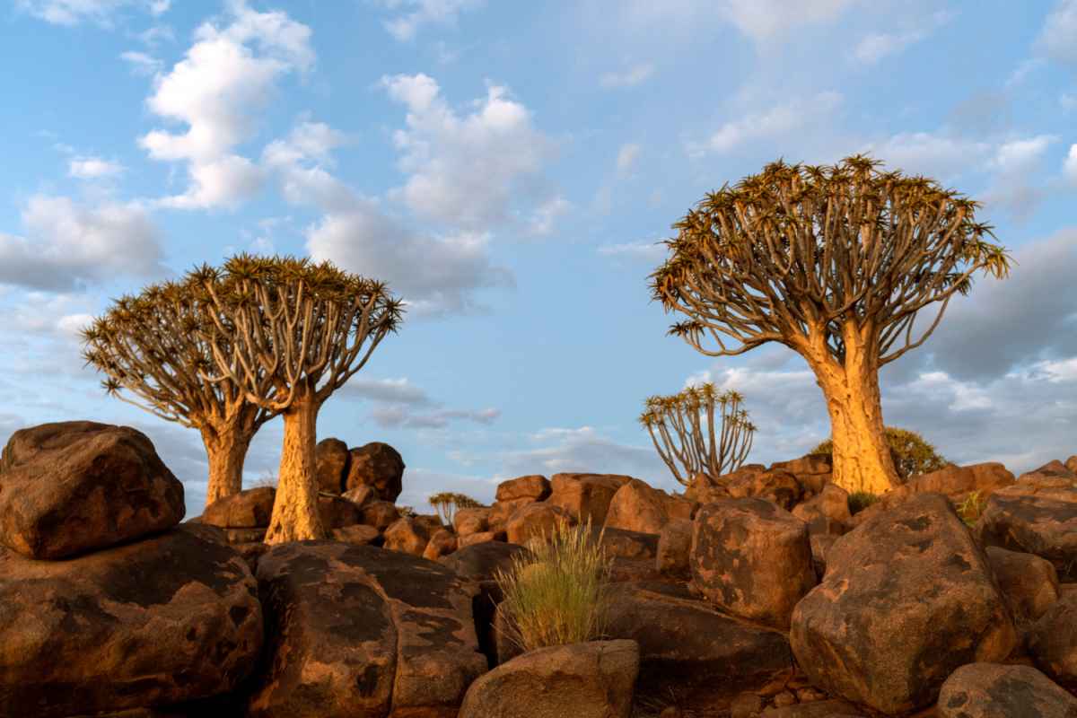 Madagascar Dragon Tree Growing Characteristics