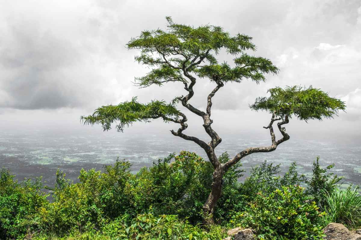 Madagascar Dragon Tree (Dracaena marginata)