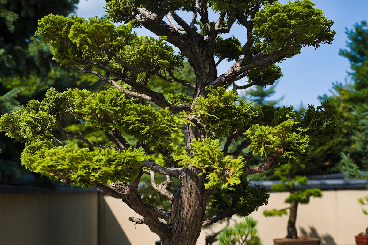 Activities of Pacific Bonsai Museum