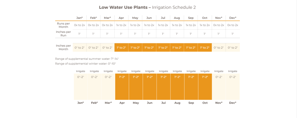 African Sumac Tree Care WATER Needs