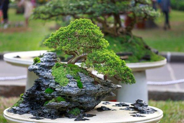 Care for a juniper bonsai tree