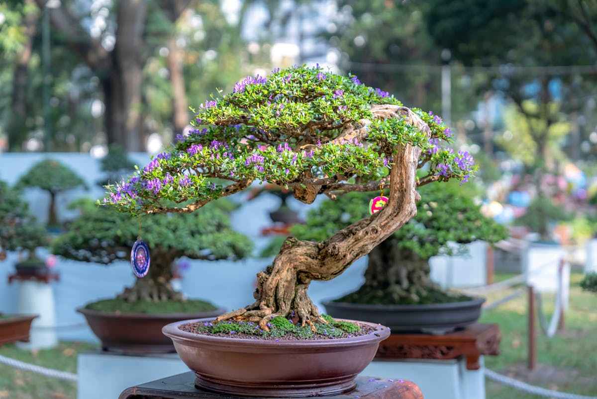 Bonsai Trees get