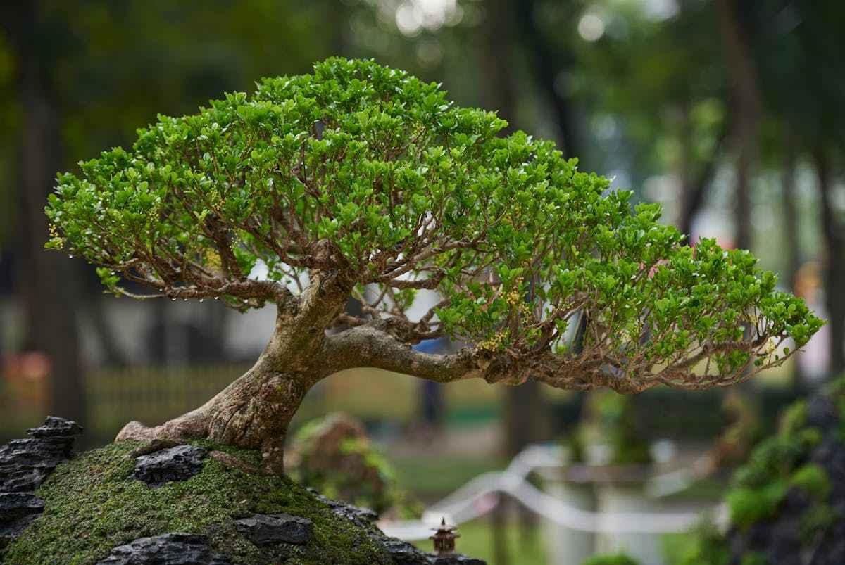 How big do Bonsai Trees get?