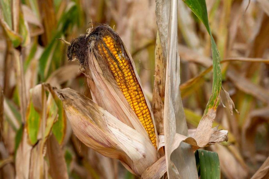 Care or grow for Corn Plant