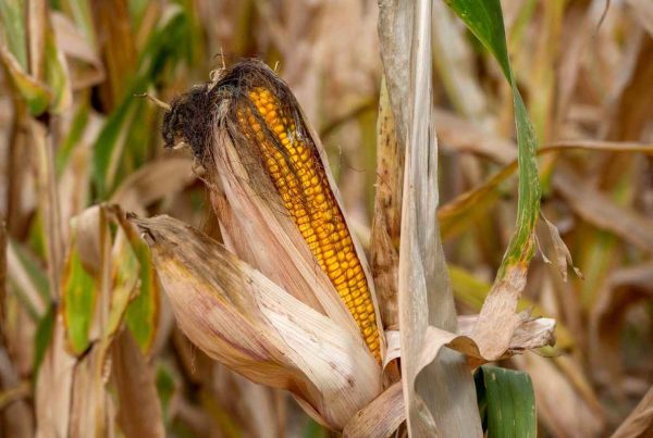 Care or grow for Corn Plant