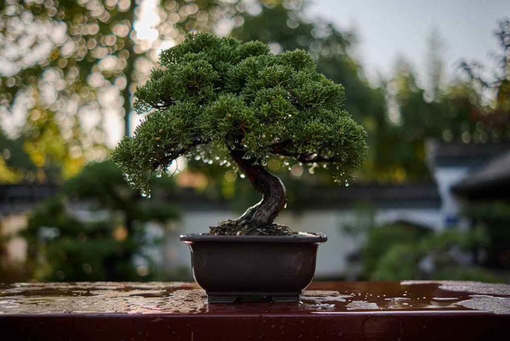 Trim a bonsai tree