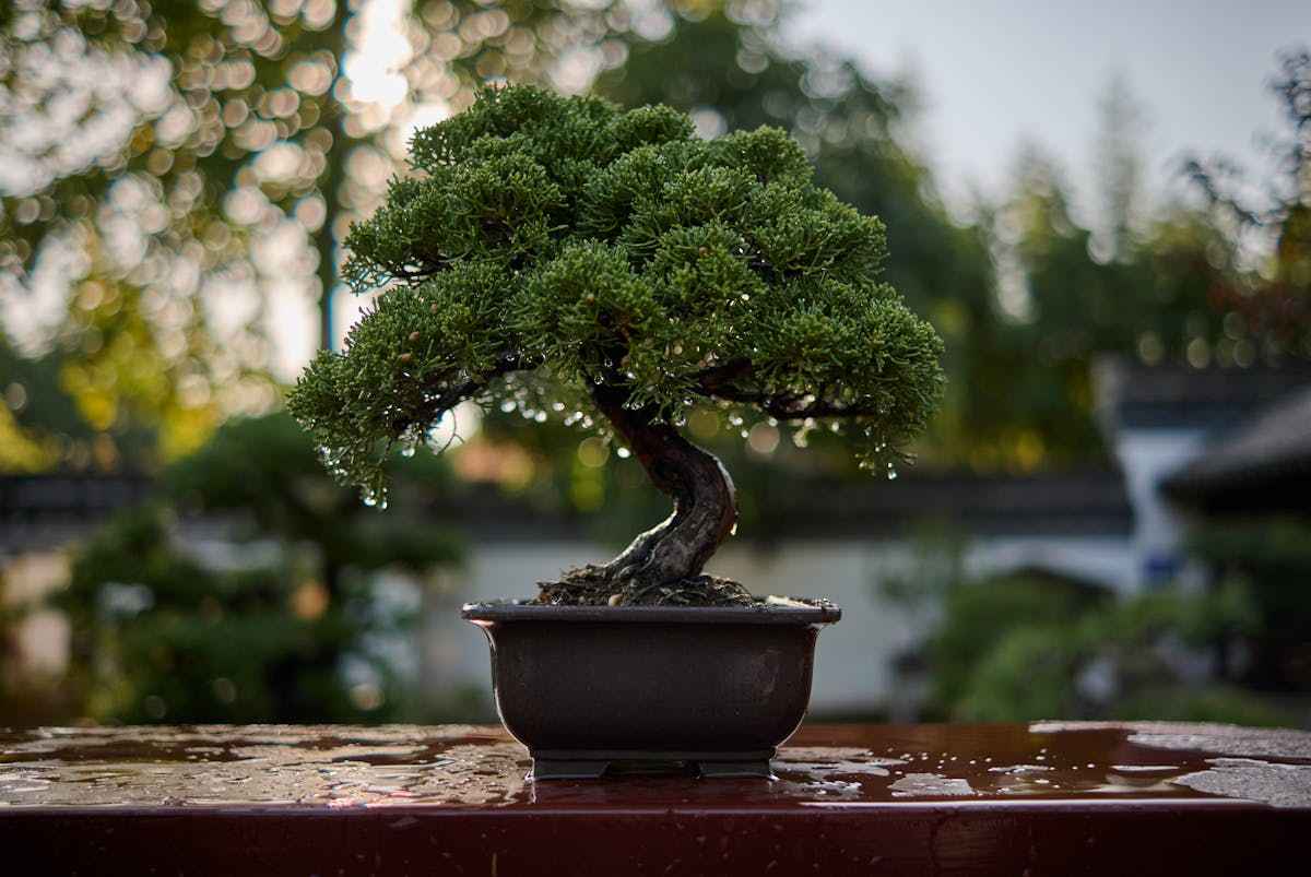 How to Trim a Bonsai Tree?